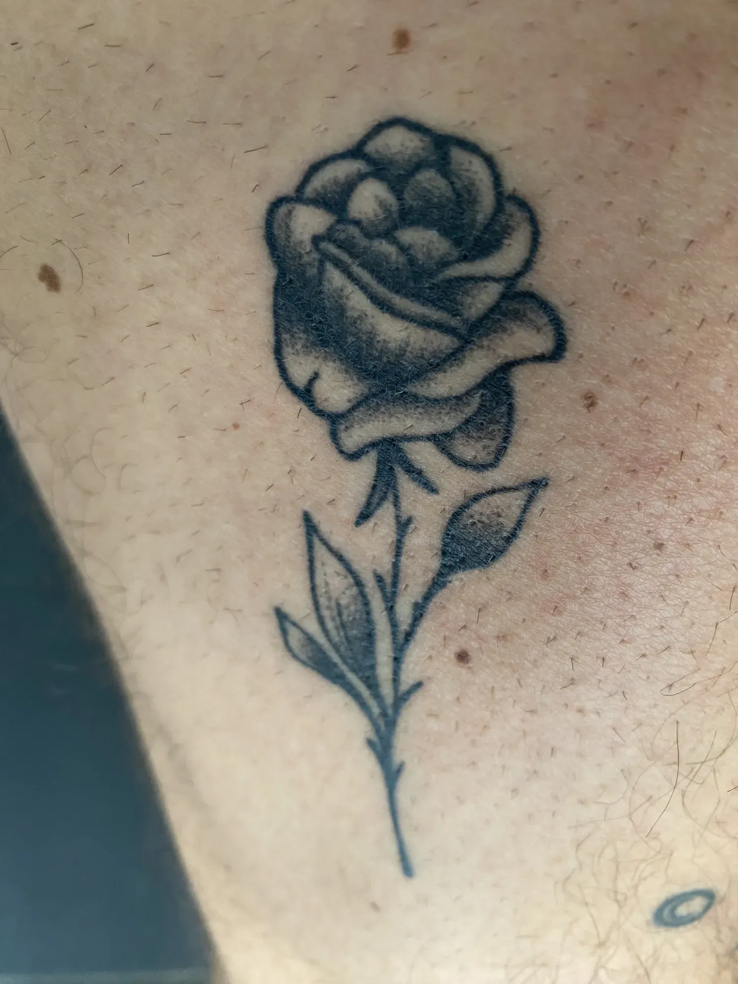 Black & grey roos op het bovenbeen, tattoo Gent